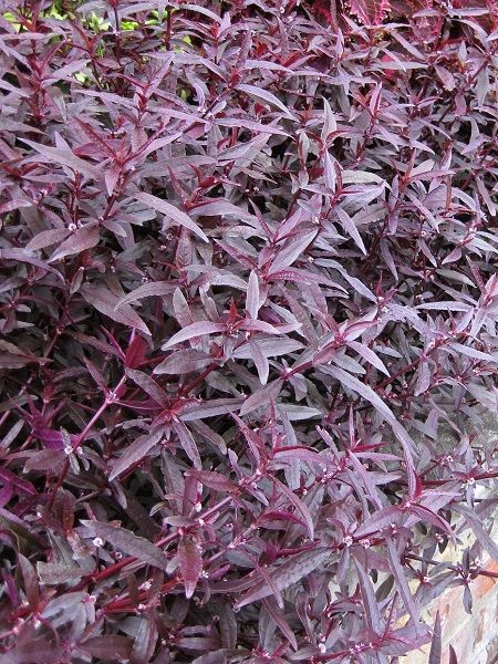 Alternanthera ficoidea Red Threads Bordo Mozaik Çalısı ...