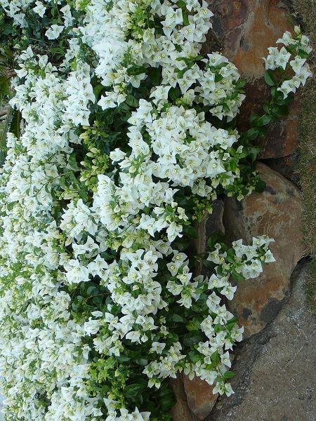 Bodur Begonvil Fidani Cicegi Bougainvillea Glabra 20 30 Cm Boyunda