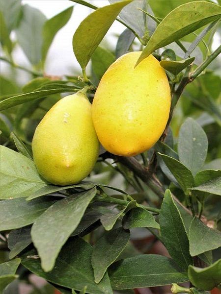 Meksika Misket Limon 2 5 Yas 40 50 Cm Saksilik Tam Bodur En Uygun Fiyatlarla Berke Fidancilik E Kamkat Com Asili Tropik Egzotik Ve Klasik Meyve Ve Narenciye Fidani Satis Sitesi