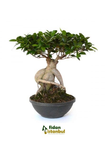 Carmona Microphylla Retusa Fukien Cay Agaci Bonsai Saksida Fidan Istanbul Internetten Fidan Ve Fide Siparisi Her Cesit Peyzaj Bitkileri