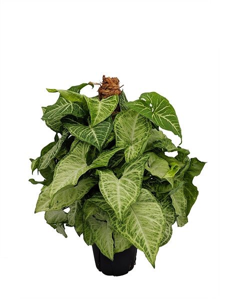 ok basi sarmasigi syngonium podophyllum 40 60 cm saksida fidan istanbul internetten fidan ve fide siparisi tohum saks sebze fidesi ve meyve fidani