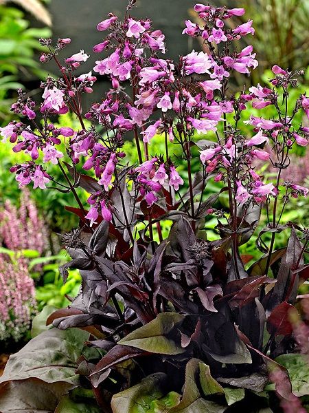 Penstemon Digitalis Mystica Bordo Sakalli Dil Cicegi 10 20 Cm Saksida Fidan Istanbul Internetten Fidan Ve Fide Siparisi Her Cesit Peyzaj Bitkileri