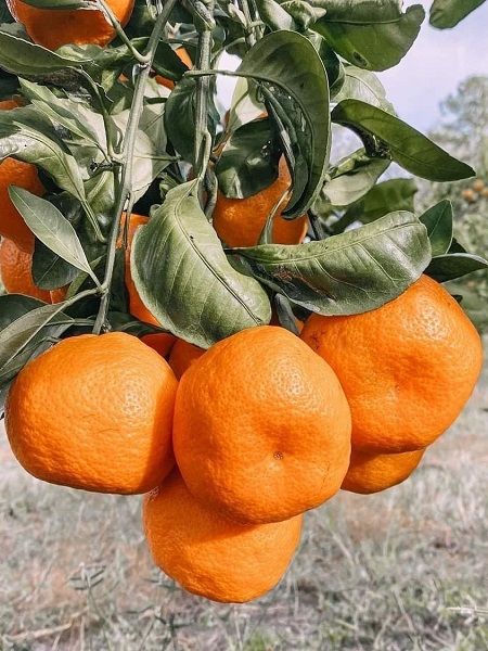 Satsuma Rize Mandalina Fidani Citrus Unshiu 120 Cm 4 Yas Saksida Fidan Istanbul Internetten Fidan Ve Fide Siparisi Tohum Saks Sebze Fidesi Ve Meyve Fidani