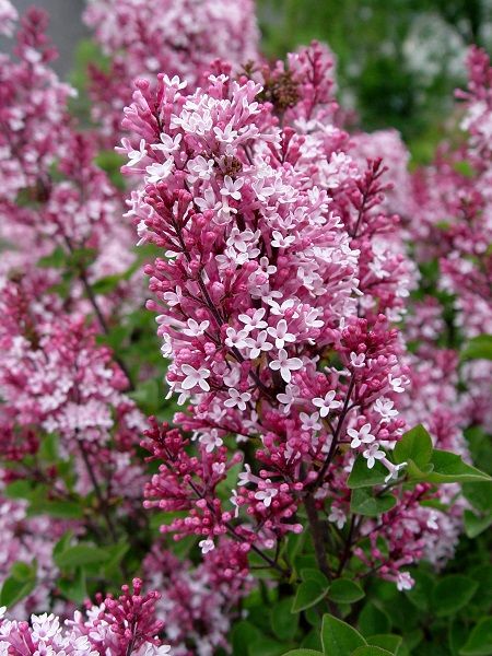 Syringa X Bailbelle Tinkerbelle Kucuk Pembe Cicekli Leylak Fidani 60 80 Cm Saksida Fidan Istanbul Internetten Fidan Ve Fide Siparisi Her Cesit Peyzaj Bitkileri