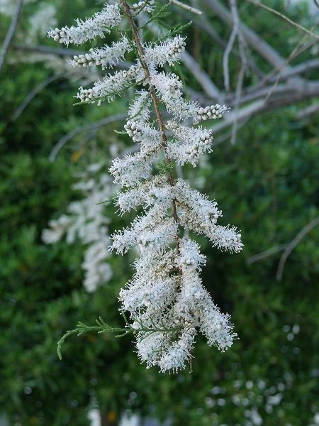 Ilgın Ağacı Beyaz Çiçekli Tamarix ramosissima Hulsdonk White, 40-60 cm, Saksıda