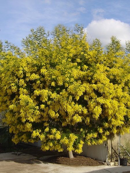 Mimoza Ağacı Acacia dealbata Mimosa, 80-100 cm, Saksıda