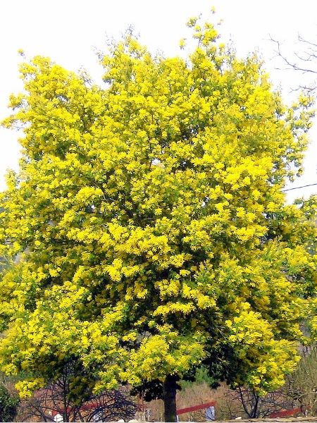 Mimoza Ağacı Acacia dealbata Mimosa, 3-4 Yaş, +150 cm, Saksıda 