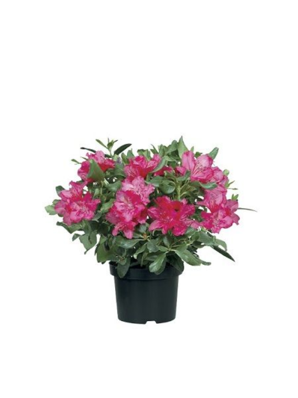 Açelya Fidanı Azalea japonica, Saksıda