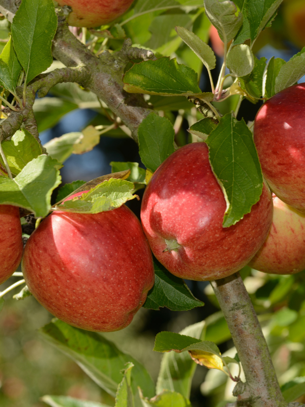 Elma Fidanı BRAEBURN, +120 cm , Saksıda