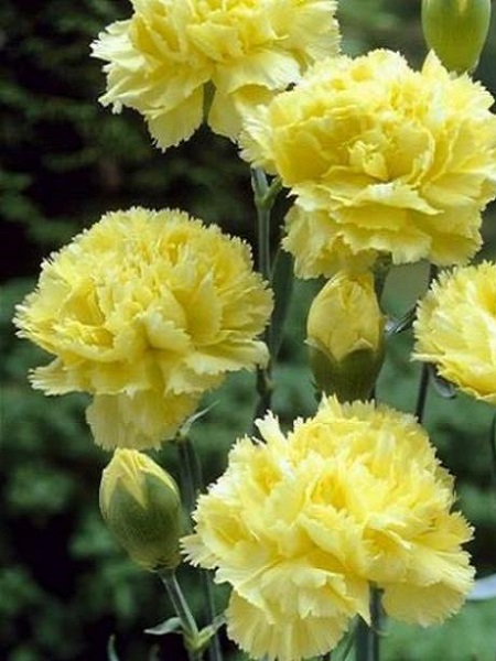 Karanfil Sarı Renk Çiçek Tohumu +- 40 Adet
