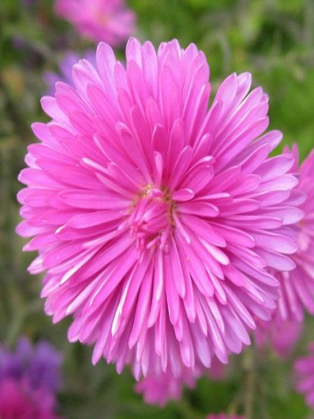 Dilber Kirpiği Çiçeği Karışık Renk Çiçek Tohumu +- 50 Adet 