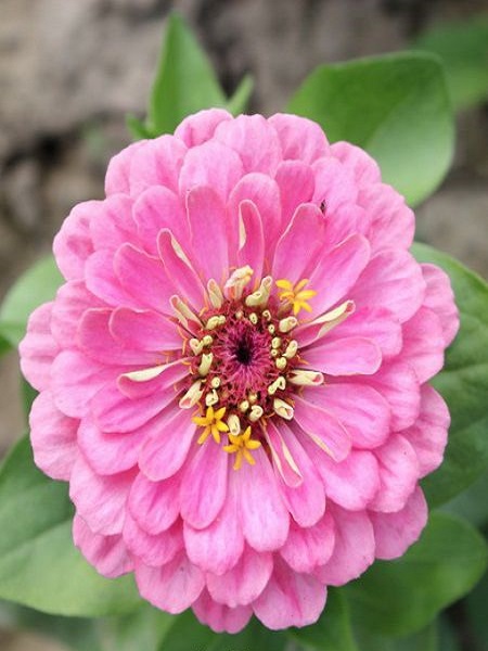 Sungurlu Kadife Çiçeği Karışık Renk Çiçek Tohumu +- 50 Adet