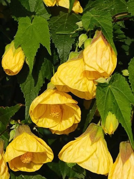 Çin Lanterni Sarı Abutilon hybridum, 80-100 cm, Saksıda