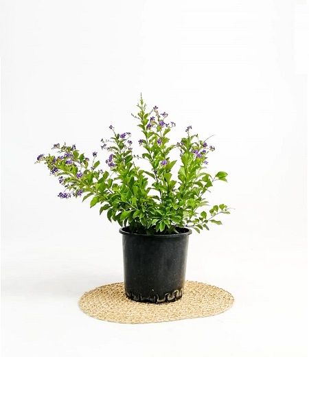 Ağaç Menekşesi Duranta erecta 60-80 cm, Saksıda