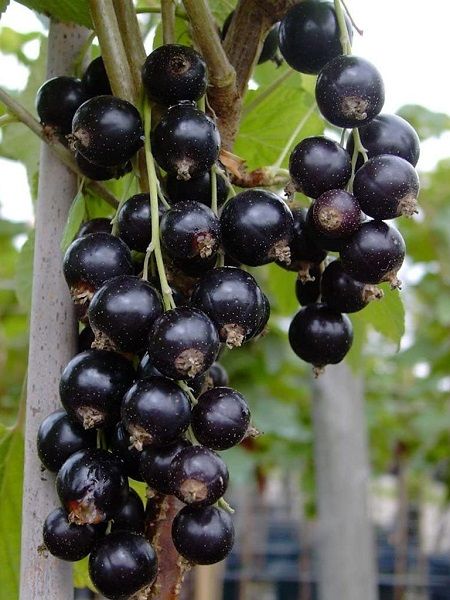 Frenk Üzümü Fidanı Siyah Ribes nigrum Titania, 40-60 cm Saksıda