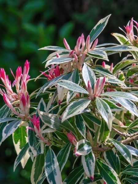 Alacalı Yapraklı Lavanta Fundası Pieris Little Frosty, İTHAL, Saksıda