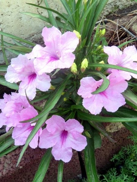 Pembe Meksika Petunyası Ruellia brittoniana Katie, İthal, Saksıda