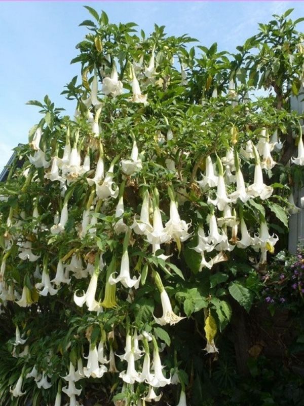 Beyaz Melek Borusu Brugmansia arborea Alba, 20-40 cm Saksıda