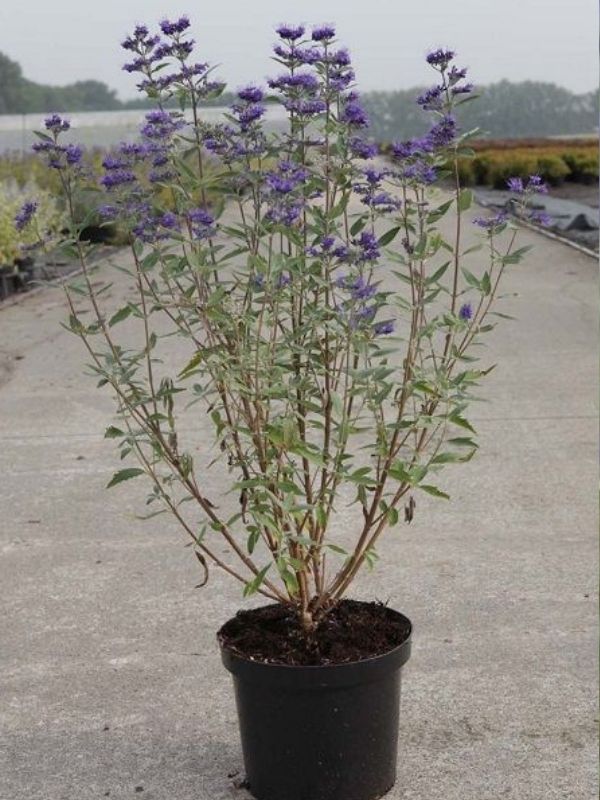 Mavi Sakal Çiçeği Caryopteris clandonensis Kew Blue,  80 - 100 cm Saksıda