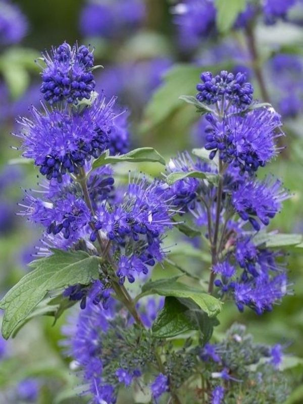 Mavi Sakal Çiçeği Caryopteris clandonensis Kew Blue,  80 - 100 cm Saksıda