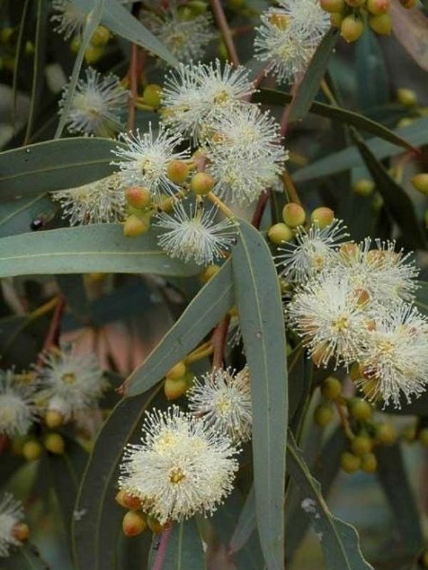 Uzun Yapraklı Okaliptus Fidanı Eucalyptus camaldulensis,  +120 cm, 3-4 yaş Saksıda