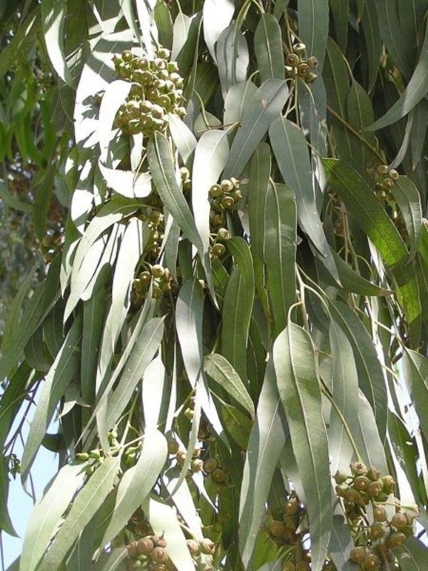 Uzun Yapraklı Okaliptus Fidanı Eucalyptus camaldulensis,  +120 cm, 3-4 yaş Saksıda