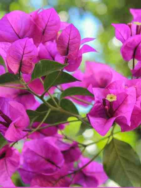 Begonvil Fidanı (Tijli Baston) Bougainvillea Glabra 80-100 cm Saksıda