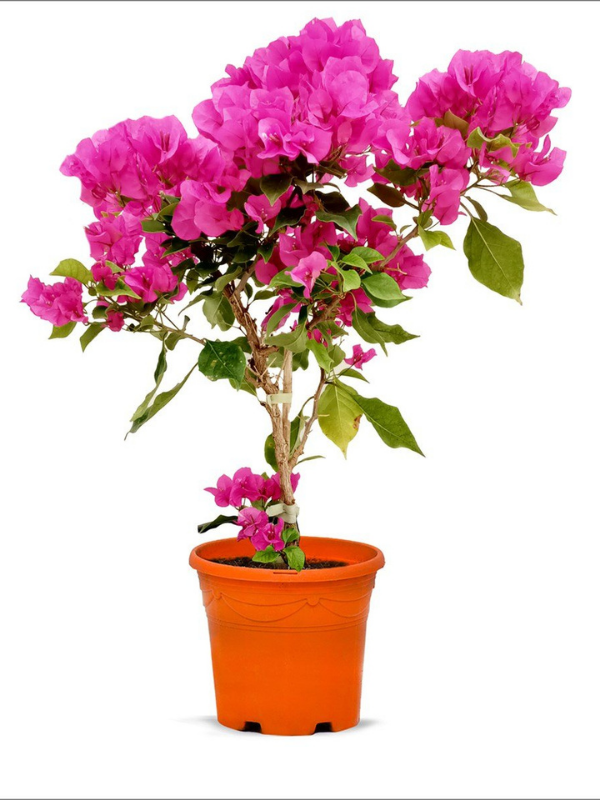 Begonvil Fidanı (Tijli Baston) Bougainvillea Glabra 80-100 cm Saksıda