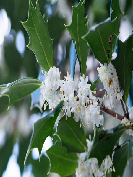 Kokulu Çay Zeytini, OSMANTHUS heterophyllus, İTHAL, 40-60 cm Saksıda