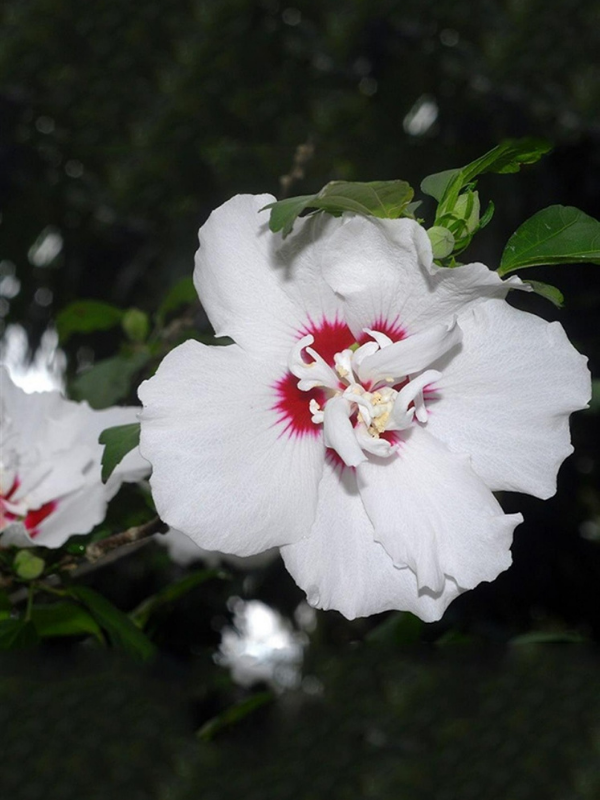 Ağaç Hatmi Beyaz Pembe Çiçekli Hibiscus Syriacus china, Saksıda