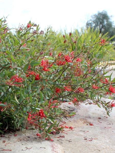 Gravilla Fidanı Bodur Grevillea cherry Cluster, 20-40 cm, Saksıda