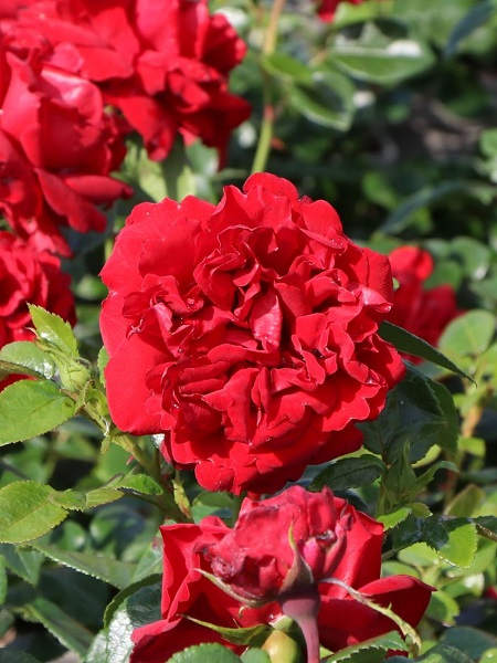 Gül Fidanı Katmerli Kırmızı Rosa floribunda Jugendliebe, İTHAL, 20-30 cm, Saksıda