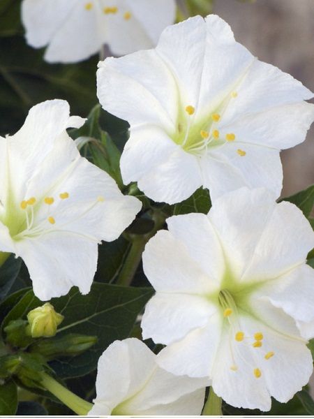 Beyaz Akşam Sefası Çiçek Tohumu +-10 Adet