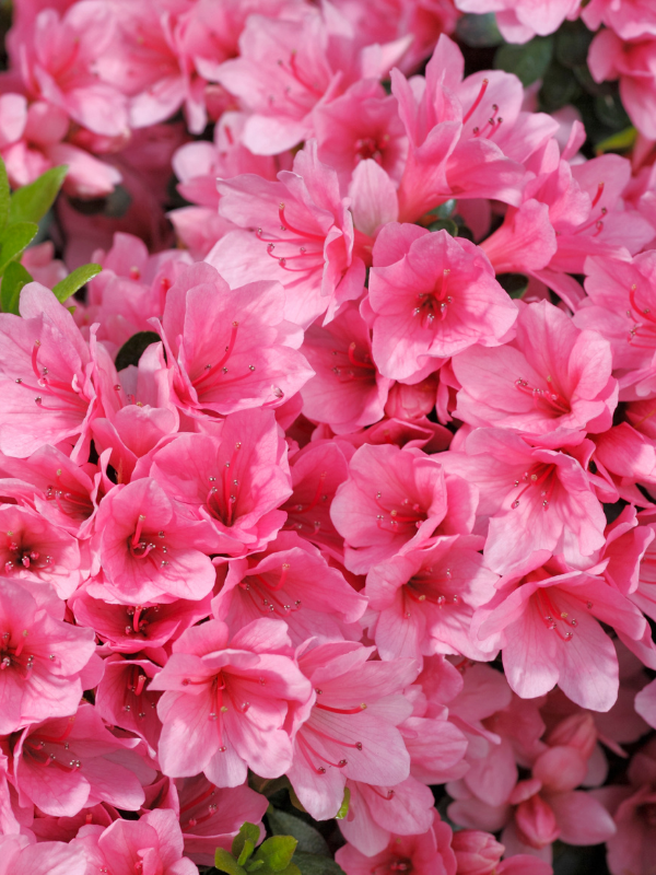 Açelya Bitkisi Pembe Çiçekli Azalea japonica AMOENA COCCİNEA,  İTHAL, Saksıda