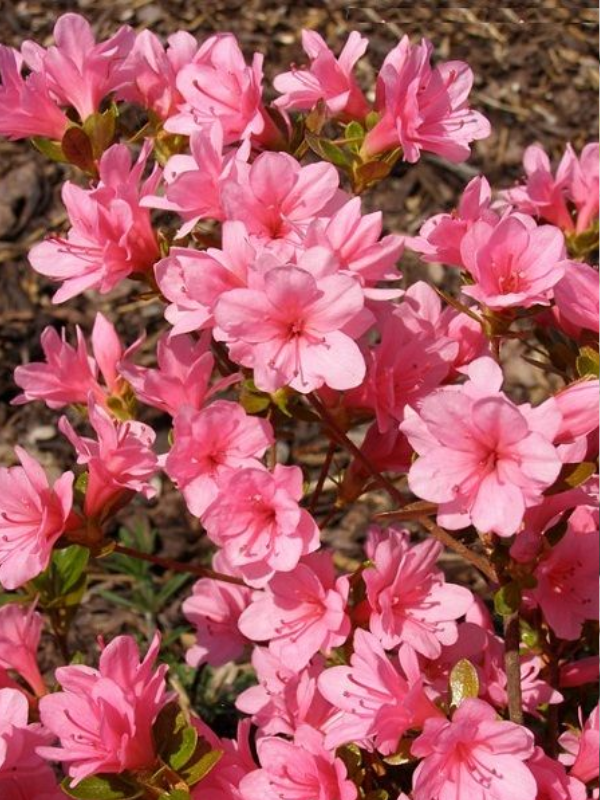 Açelya Bitkisi Açık Pembe Çiçekli Azalea japonica BLAAUWS PINK, İTHAL, Saksıda