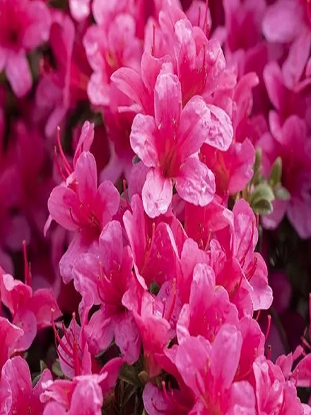 Açelya Bitkisi Pembe Çiçekli Azalea japonica Silvester, İTHAL, Saksıda