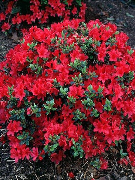 Açelya Bitkisi Kırmızı Çiçekli Azalea japonica DARKNESS, İTHAL, Saksıda
