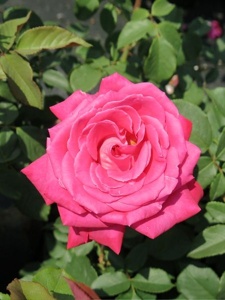 Gül Fidanı PEMBE Rosa laxa Pink, Saksıda