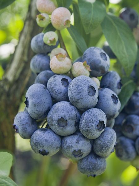 Yaban Mersini Fidanı Likapa Blueberry, 5 Yaş, Saksıda