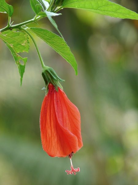 Türk Şapkası Çiçeği Malvaviscus arboreus, 80-100 cm, Saksıda