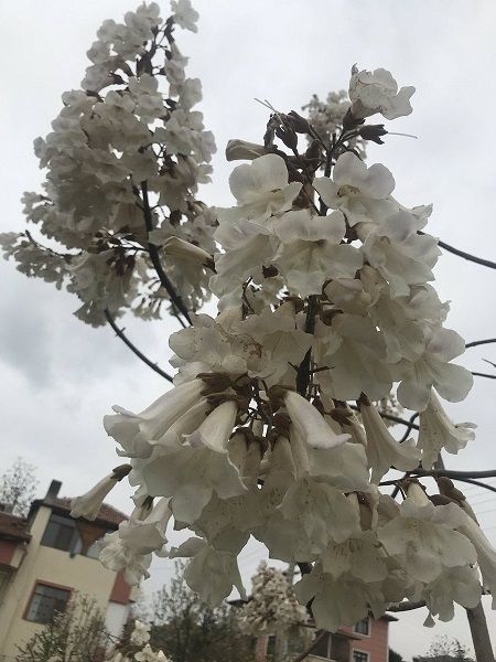 Çin Kavağı Beyaz Çiçekli (Beyaz Pavlonya) Paulownia fortunei Tomentosa, 20-30 cm, Saksıda