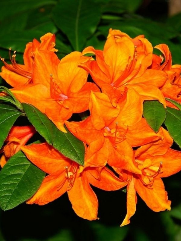 Açelya Bitkisi Turuncu Çiçekli Azalea japonica Orange Beauty, İTHAL, Saksıda