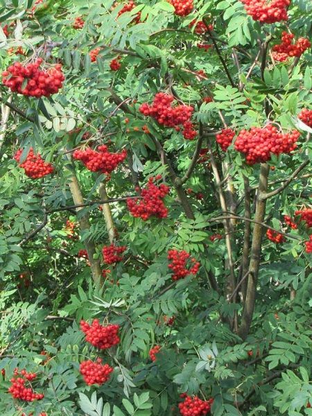 Üvez Fidanı Sorbus acuparia, 80-100 cm, Saksıda