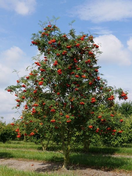 Üvez Fidanı Sorbus acuparia, 80-100 cm, Saksıda