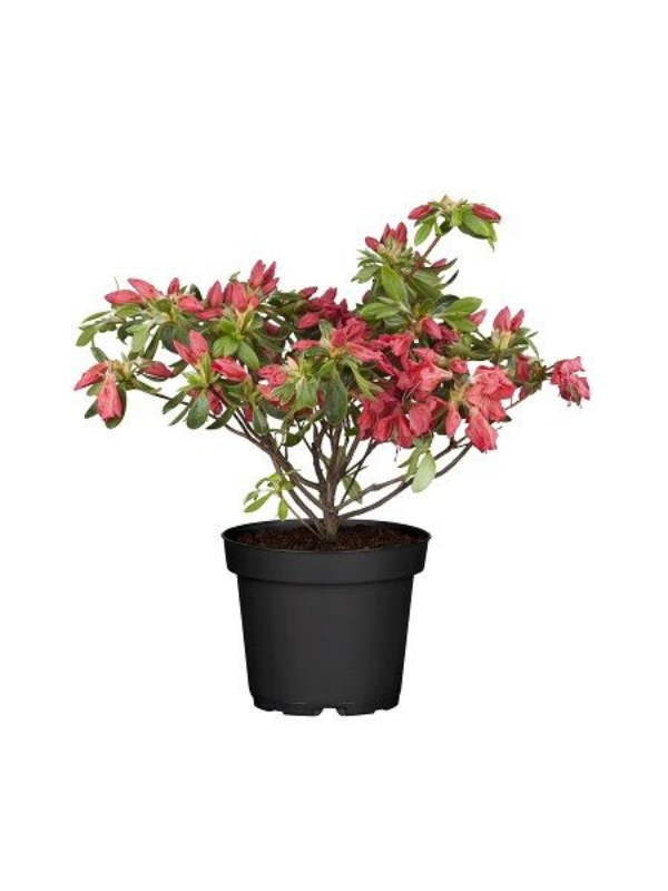 Açelya Fidanı Azalea japonica, 20-40 cm, İTHAL, Saksıda