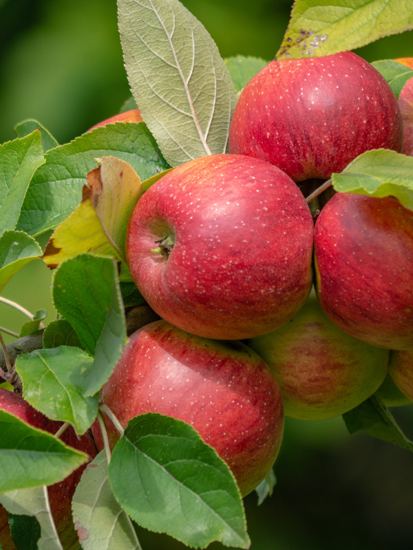 Elma Fidanı Braeburn, +120 cm, Açık Köklü 